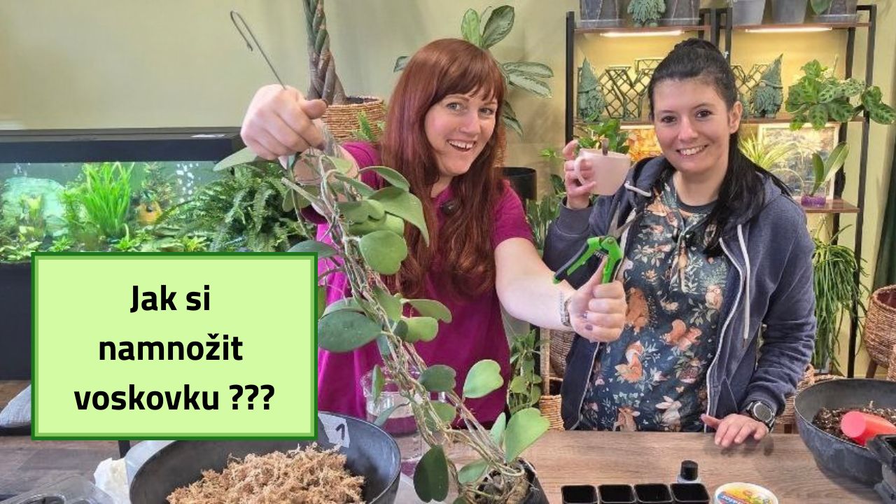 Péče o pokojové květiny a tipy od nás